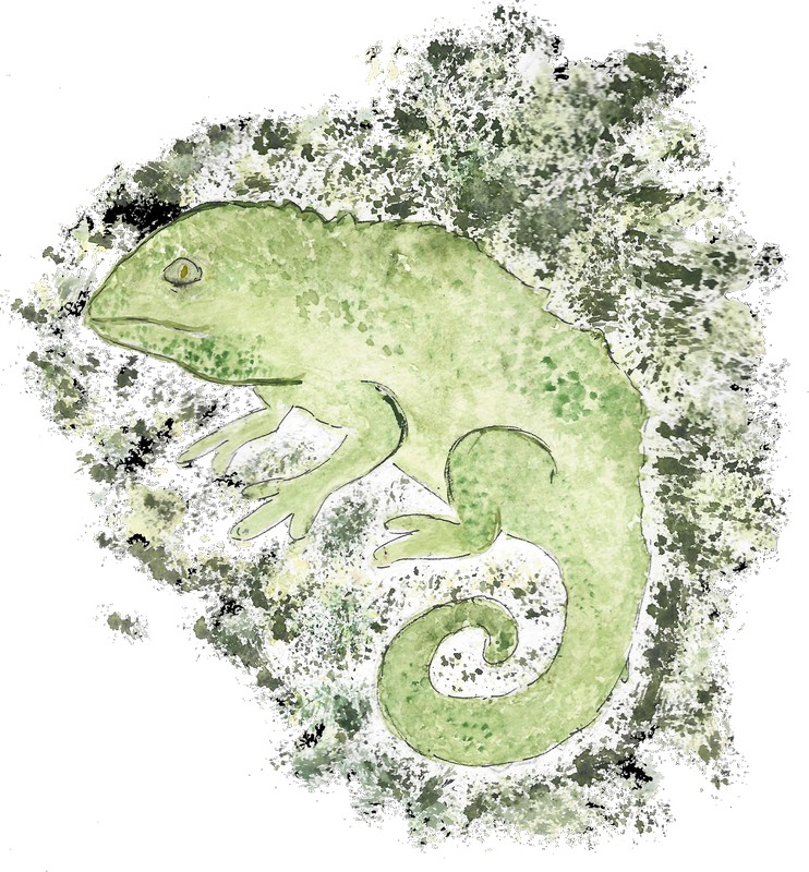 Voile Lichen
